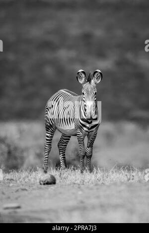 Mono Grevy zebra on horizon eyeing camera Stock Photo