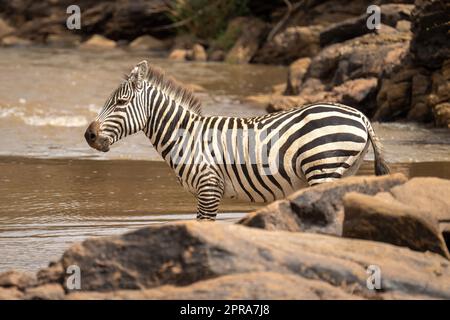 Plains zebra stands in river behind rocks Stock Photo