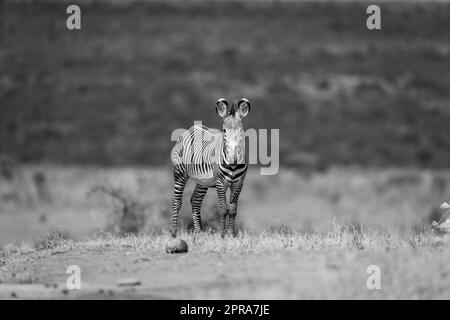 Mono Grevy zebra on horizon watching camera Stock Photo