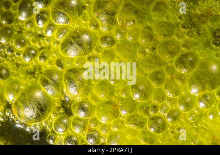 Water bubbles on the surface of a pond covered with algae. Stock Photo