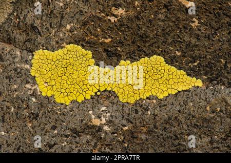 Yellow lichen on a rock. Stock Photo