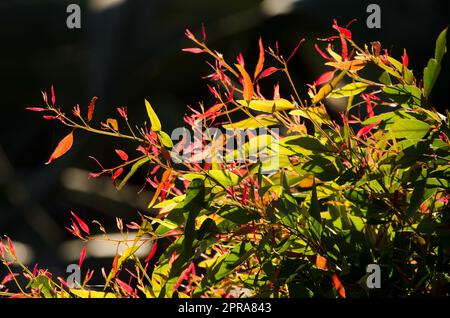 Young shoots of eucalyptus Eucalyptus sp backlighting. Stock Photo