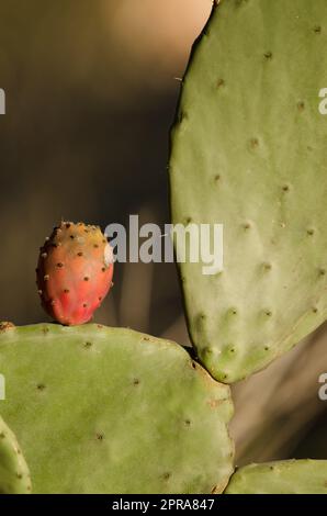 Fruit and paddles of Opuntia maxima. Stock Photo