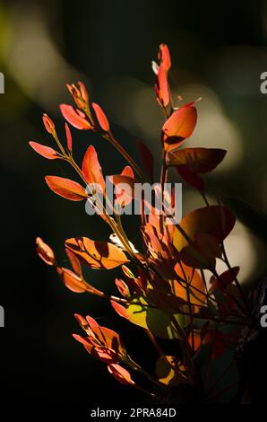 Young shoots of eucalyptus Eucalyptus sp backlighting. Stock Photo