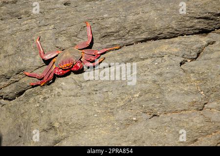 Crab on a rocky cliff. Stock Photo