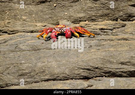 Crab on a rocky cliff. Stock Photo