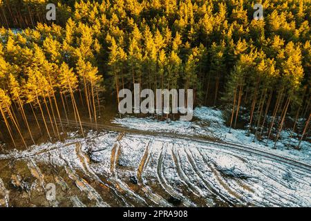 Aerial View Of Coniferous Trees Green Forest In Landscape At Early Spring. Pine Forest In Deforestation Area Landscape. Drone View. Bird's Eye View Stock Photo