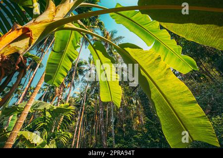 Goa, India. Big Green Leaves Of Banana Grass On Background Tall Palm Tree And Blue Sky In Summer Sunny Day. Bottom View. Wide Angle Stock Photo