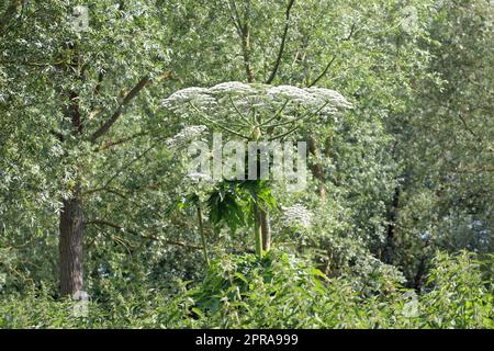 Giant hogweed plant in flower Stock Photo