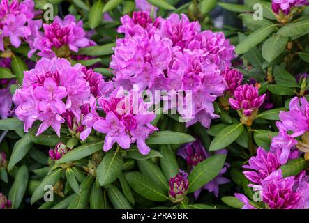 Beautiful blooming pink azalea flowers in garden Stock Photo