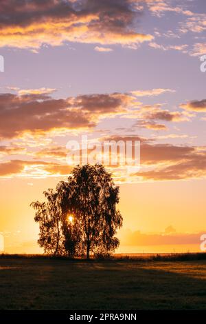 Sun Shining Through Tree Canopy. Trees Woods In Meadow During Sunset Sunrise. Bright Colorful Dramatic Sky And Dark Ground With Trees Silhouettes Landscape Stock Photo