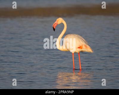 Greater flamingo, Phoenicopterus roseus, single bird in water, Sardinia, April 2023 Stock Photo