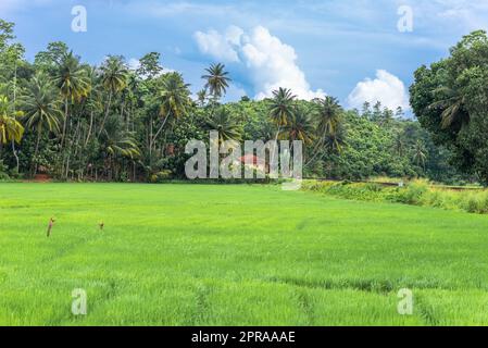 Agriculture and rice cultivation in Mirissa in the south of Sri Lanka Stock Photo