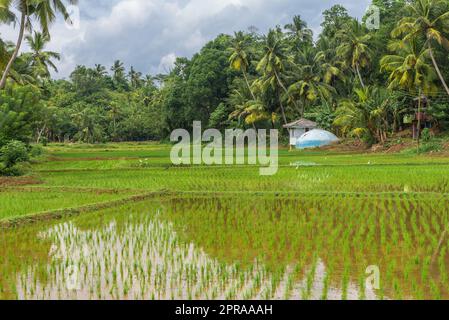 Agriculture and rice cultivation in Mirissa in the south of Sri Lanka Stock Photo