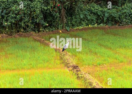 Agriculture and rice cultivation in Mirissa in the south of Sri Lanka Stock Photo