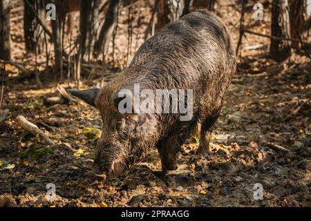 Belarus. Wild Boar Or Sus Scrofa, Also Known As The Wild Swine, Eurasian Wild Pig Sniffing Mud In Autumn Forest. Stock Photo