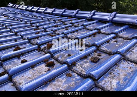 Flechten Auf Dachziegeln