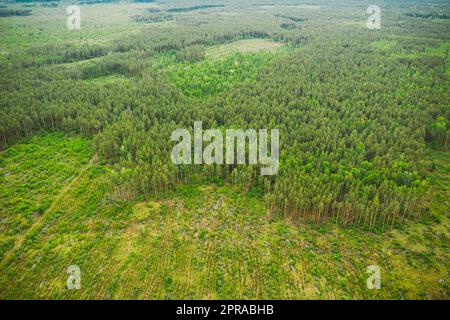Aerial View Of Deforestation Area Landscape. Green Pine Forest In Deforestation Zone. Top View Of Forest Landscape. Bird's Eye View. Large-scale Industrial Deforestation Stock Photo