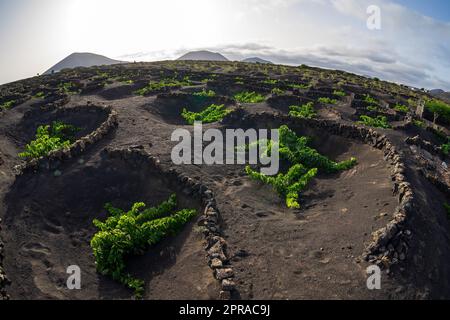 Typical vineyards on black lava soil. Lanzarote, Canary Islands. Spain. Stock Photo