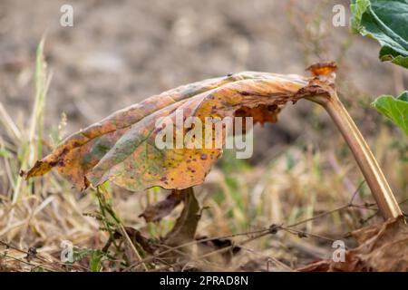 Dry rhubarb field with brown rhubarb leaves on dry farmland shows global warming and extreme heat period causes crop shortage and withered vegetables no rainfall and water shortage climatic change Stock Photo