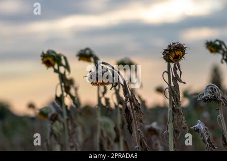 Drought with dry and withered sunflowers in extreme heat periode with hot temperatures and no rainfall due to global warming causes crop shortfall with water shortage on agricultural sunflower fields Stock Photo