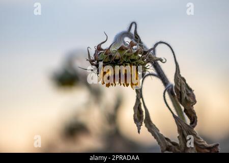 Drought with dry and withered sunflowers in extreme heat periode with hot temperatures and no rainfall due to global warming causes crop shortfall with water shortage on agricultural sunflower fields Stock Photo