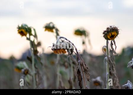 Drought with dry and withered sunflowers in extreme heat periode with hot temperatures and no rainfall due to global warming causes crop shortfall with water shortage on agricultural sunflower fields Stock Photo