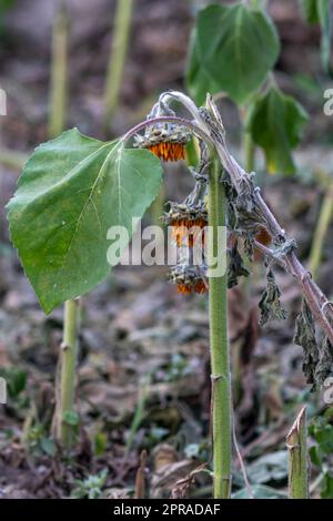 Drought with dry and withered sunflowers in extreme heat periode with hot temperatures and no rainfall due to global warming causes crop shortfall with water shortage on agricultural sunflower fields Stock Photo