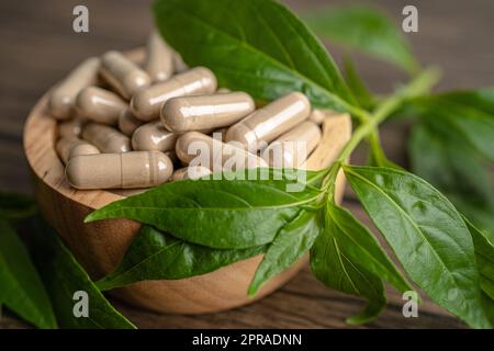 Andrographis paniculata or Kariyat leaf plant with herb capsules to treating covid19 coronavirus viral infection. Stock Photo