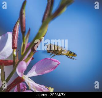 Hoverfly flying to an indian feather flower blossom Stock Photo