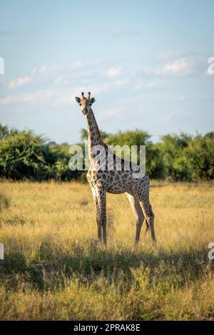 Young southern giraffe stands staring at camera Stock Photo