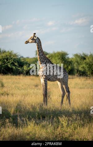 Young southern giraffe stands staring in clearing Stock Photo