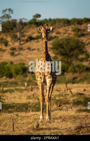 Southern giraffe stands facing camera in savannah Stock Photo