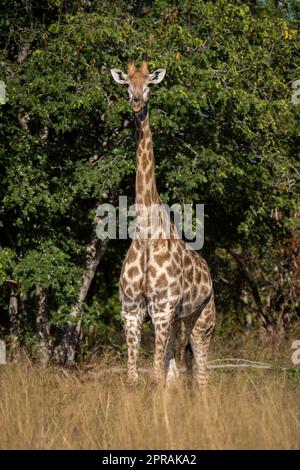 Southern giraffe stands facing camera in grass Stock Photo