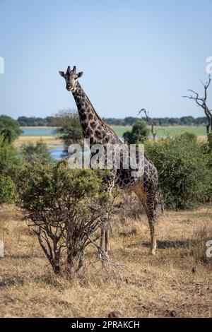 Male southern giraffe stands staring in bushes Stock Photo