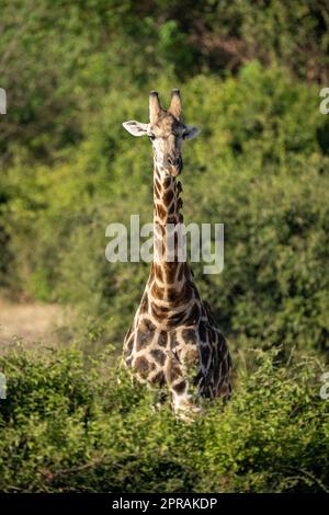 Southern giraffe stands behind bush facing camera Stock Photo
