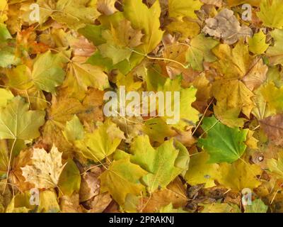 dried leaves fallen from the trees you make a nice carpet of colors Stock Photo