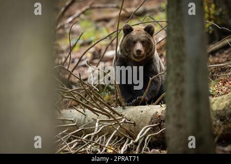 Curious brown bear peeking out from behind a fallen tree in spring forest Stock Photo