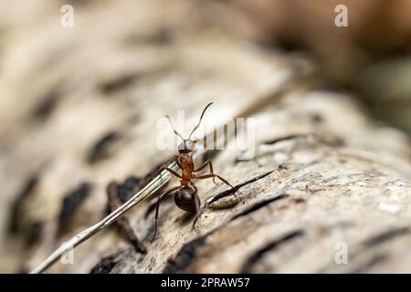 Ant is carrying a straw on a birch tree closeup. Stock Photo