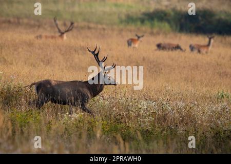 Red deer stag walking in front of a herd in rutting season Stock Photo