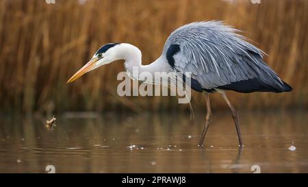 Grey heron looking to the fish in river in shot form side Stock Photo