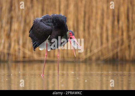 Black stork fishing in wetland in springtime nature Stock Photo