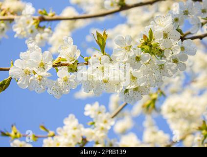 Branches of blossoming Cherry with soft focus on gentle light blue sky background in sunlight. Beautiful floral image of spring nature view. Stock Photo