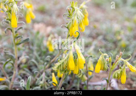 Onosma taurica, Onosma cinerea, Golden-flowered onosma, Boraginaceae. Wild plant shot in spring. Turkish name: Onosma mirabilis Khokhr, Emzik otu. Stock Photo