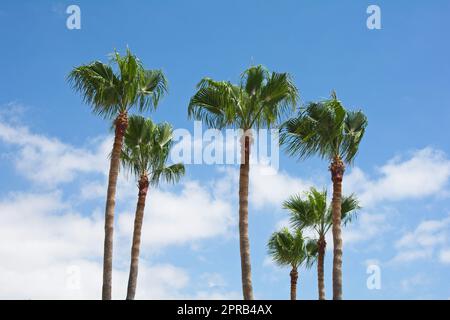 Palm trees with blue sky Stock Photo