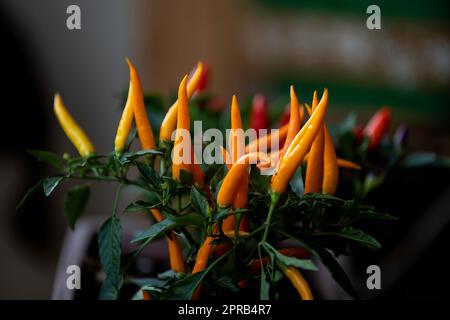 Ornamental peppers create an intriguing splash of red, orange and yellow colours Stock Photo