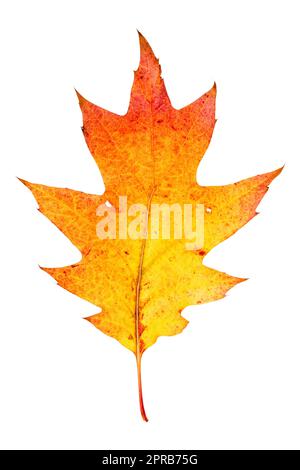 Autumn maple leaf isolated on white background Stock Photo