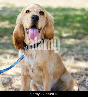 Everyone thinks they have the best dog and none of them are wrong. an adorable cocker spaniel puppy sitting outside on the grass getting ready to go for a walk. Stock Photo