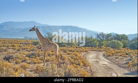 Beautiful giraffe. A photo of a beautiful giraffe on the savanna late afternoon in South Africa. Stock Photo