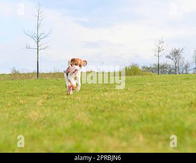 A beagle with a toy in its mouth. Running dog in meadow. Tug of war dog toy in a dog's mouth. Stock Photo